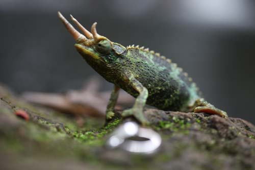 Jo and Andrew wedding photo tour in Hawaii came upon a dragon lizard in the forest